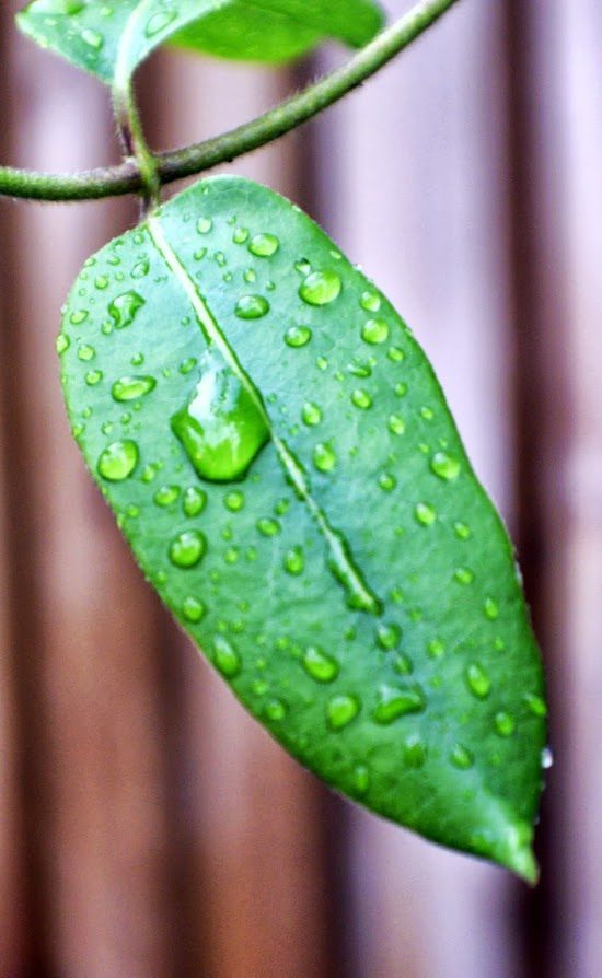 Green Leaf Macro photo