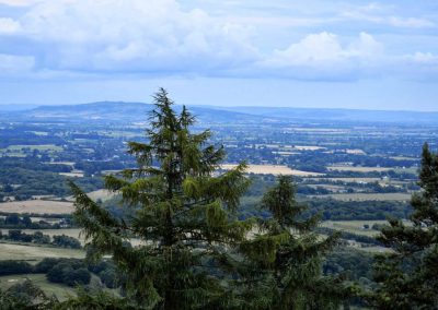 Large trees and long distance